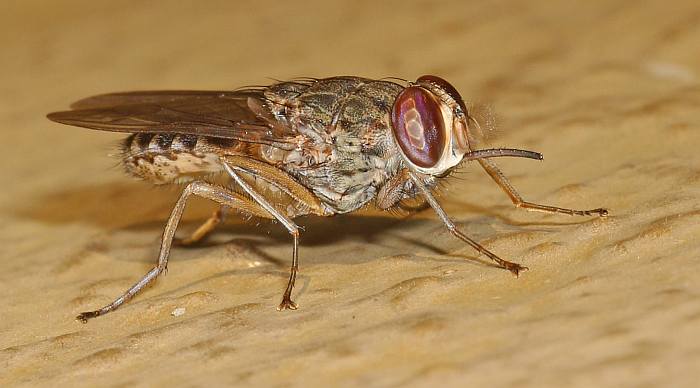 муха цеце (род Glossina)
