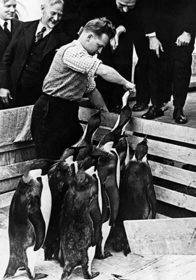 Императорские пингвины &mdash; трофей немецкой антарктической экспедиции