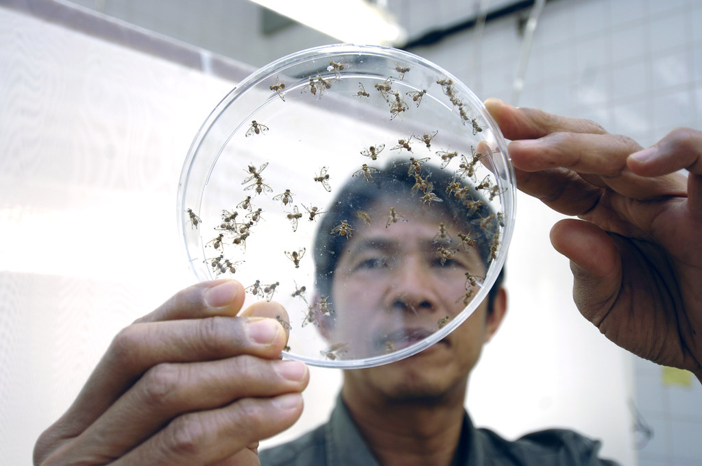 лаборатория по разведению мух цеце для метода стерильных насекомых