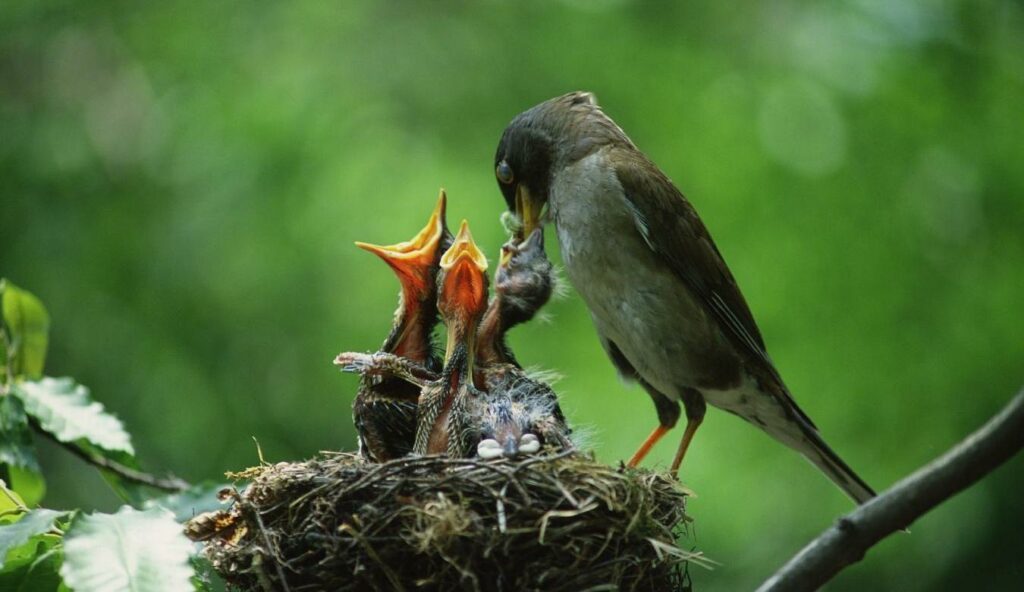Bigpicture ru bird