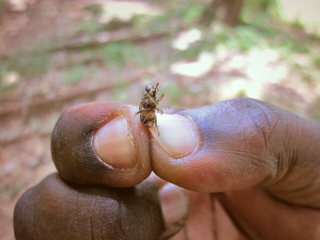 мёртвая муха цеце в руке у человека
