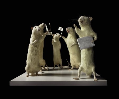 Инсталляция Деборы Сенгль серия Escape — таксидермия и скульптура