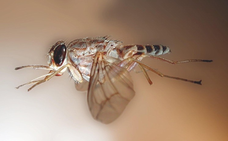 муха цеце в полёте