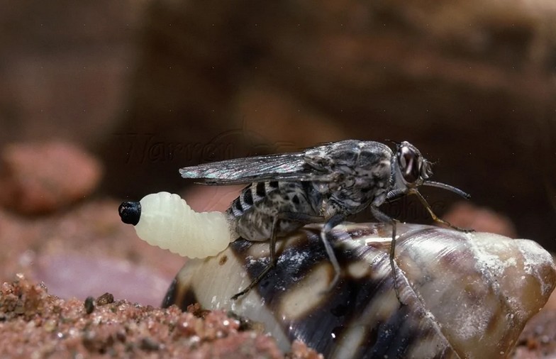 личинка мухи цеце появляется на свет