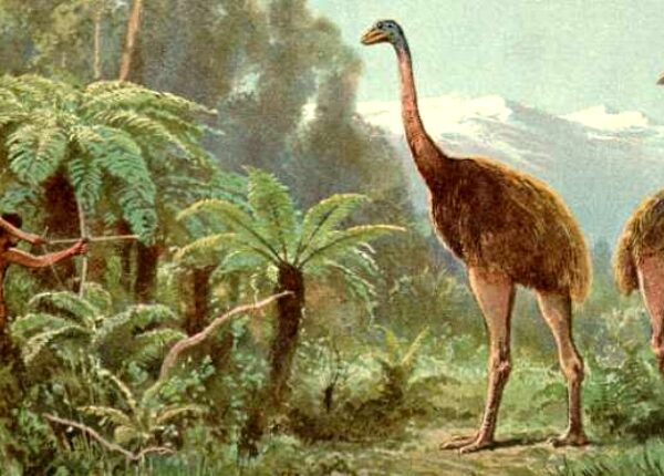 В поисках птицы моа: как исчезли самые большие пернатые планеты и почему в это верят не все