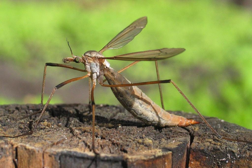 вредная долгоножка Tipula paludosa с массивным брюшком