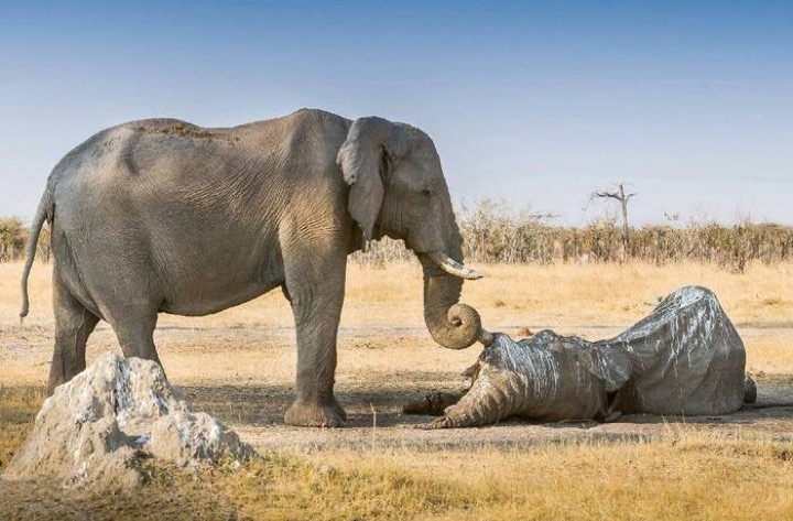 Взрослый слон стоит рядом с лежащим мертвым слоном, касаясь его хоботом в проявлении заботы