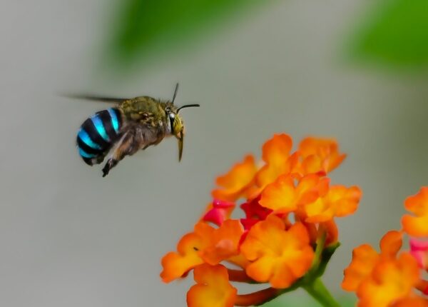 Прекрасные голубые пчелы из Австралии, живущие по своим законам