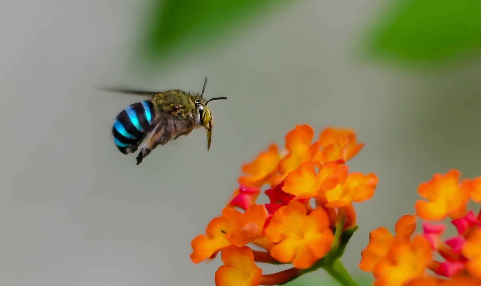Голубая пчела Amegilla cingulata летит к цветку в Австралии