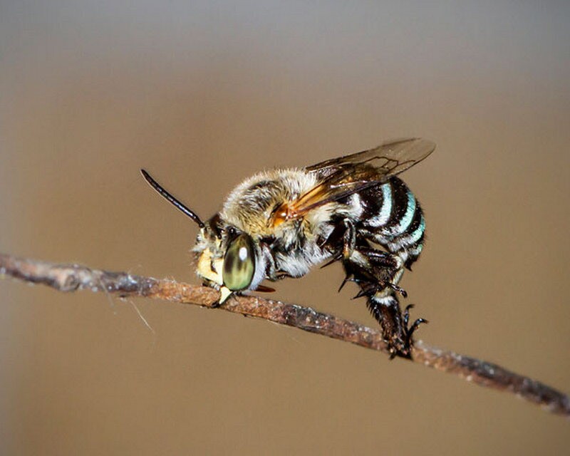 Нора синеполосной пчелы в земляном берегу, Австралия