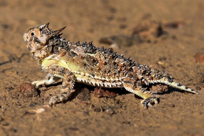 Фринозома крупным планом с характерными шипами на голове