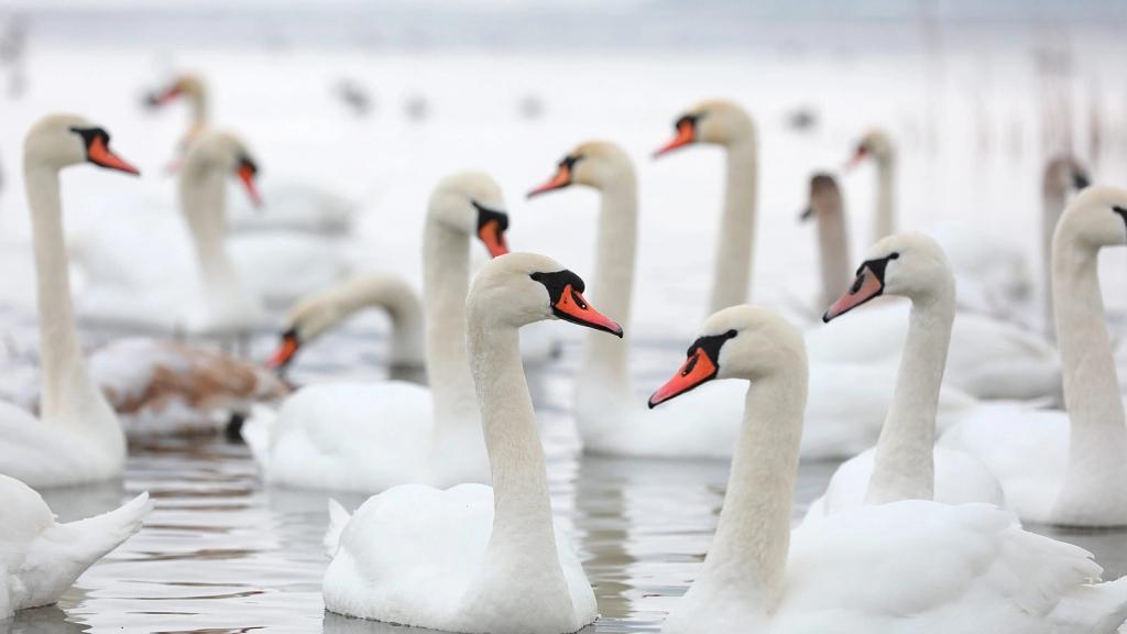 Большая стая белых лебедей плавает вместе на зимовке