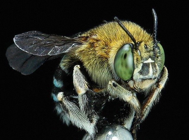Крупный план голубой пчелы Amegilla cingulata с зелёными глазами