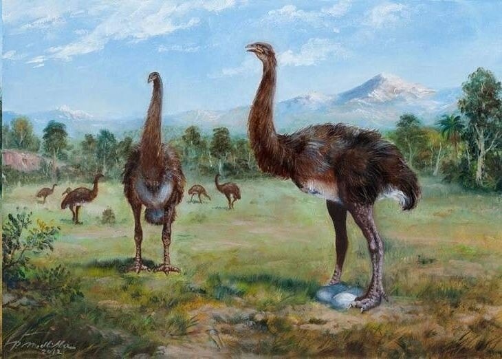 Художественная иллюстрация птицы моа в новозеландском лесу