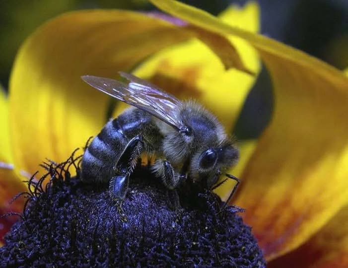 Голубая пчела Amegilla cingulata на фоне австралийской растительности