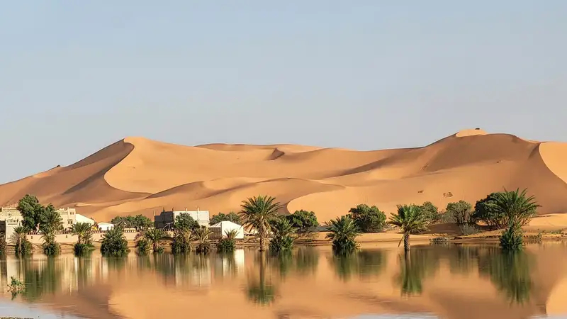 Саженцы деревьев в питомнике проекта Великая зелёная стена в Сахеле