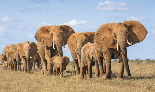 Семья африканских слонов идет по саванне в строю, включая взрослых и детенышей