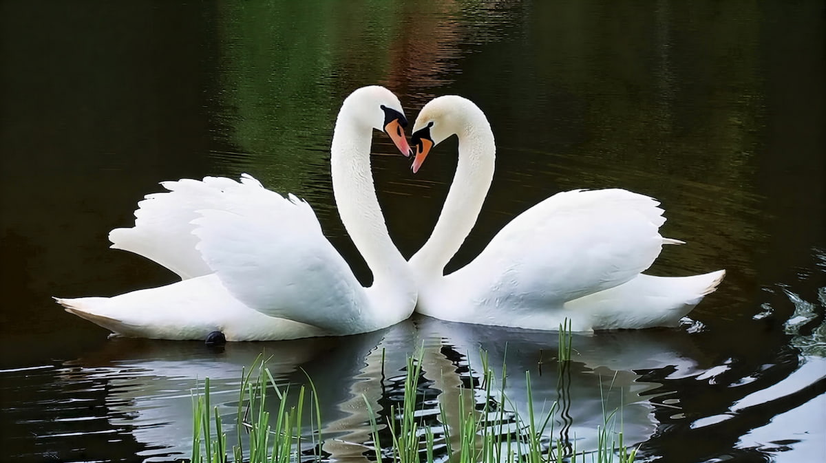 Лебединая верность: миф или реальность?