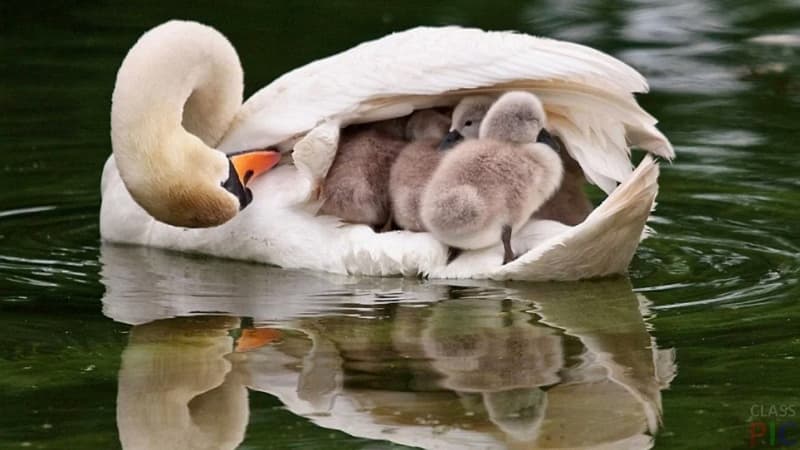 Белый лебедь-шипун с птенцами под крыльями на воде