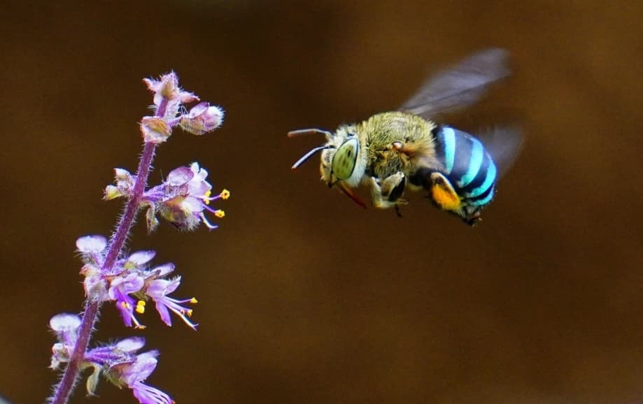 Голубая пчела летит к цветку
