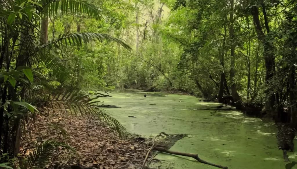 Дарьенский пробел &mdash; непроходимые джунгли и болота на границе Панамы и Колумбии