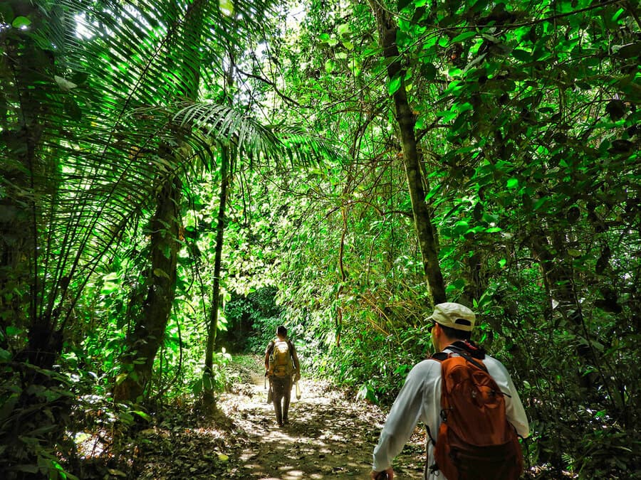 Труднопроходимый тропический лес Дарьенского пробела &mdash; маршрут экспедиции Тома Харт Дайка