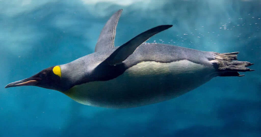 Пингвин плывёт под водой — эволюционный результат миллионов лет адаптации