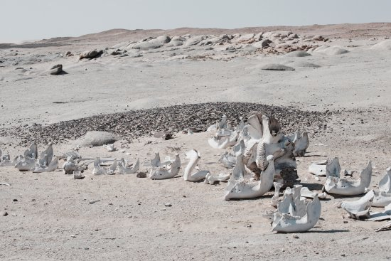 Скопление слоновьих черепов и бивней на сухой пустынной земле — предполагаемое кладбище слонов