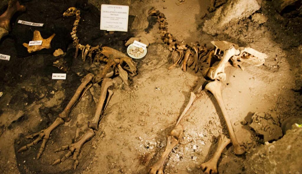 Скелеты птиц моа в пещере Новой Зеландии