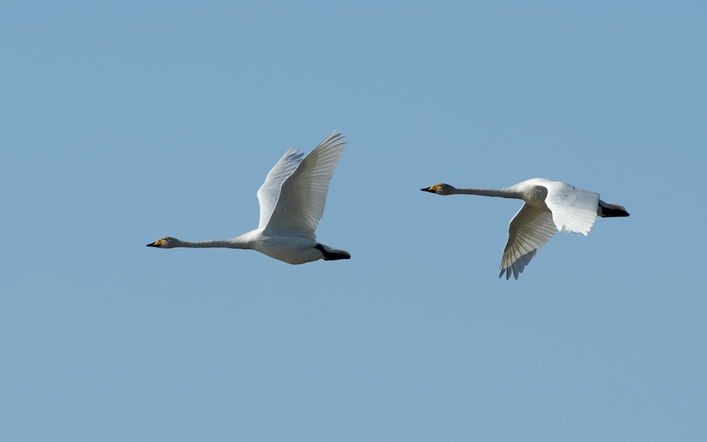 Два белых лебедя летят в небе рядом друг с другом