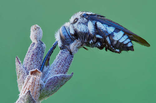 Голубая пчела Amegilla cingulata на диком цветке в Австралии