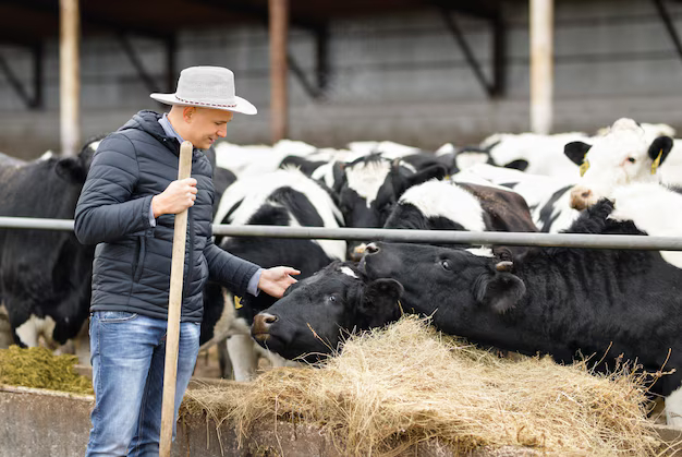 Румынский фермер ухаживает за коровами на ферме