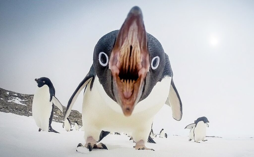 Современные пингвины — результат эволюции после астероидной катастрофы 66 миллионов лет назад