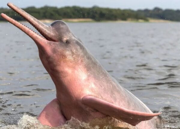 Амазонские инии — самые странные дельфины планеты, с розовой кожей и репутацией оборотней