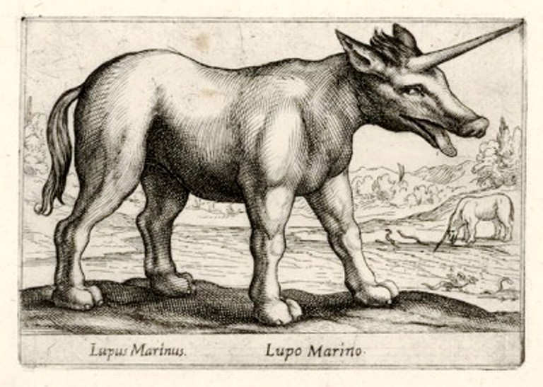 Морской единорог нарвал на гравюре из книги 1650 года