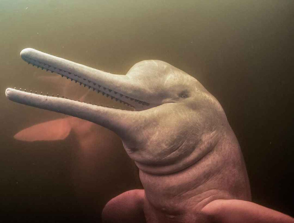 Крупный план головы розового амазонского дельфина с длинным рылом под водой в мутной реке