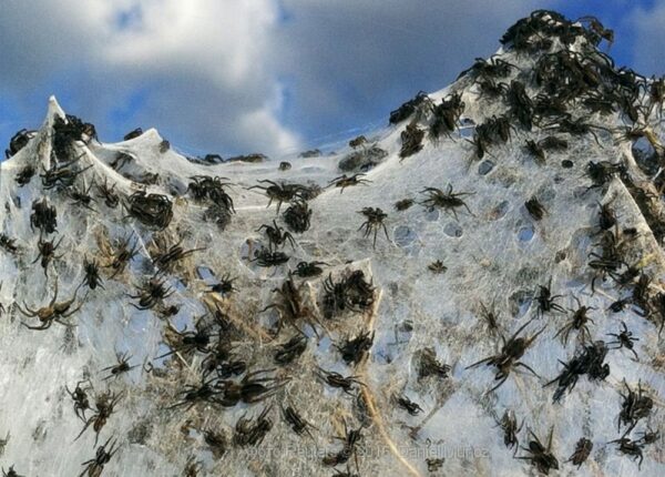 Как пауки превращают райский остров Айтолико в декорации к фильмам ужасов