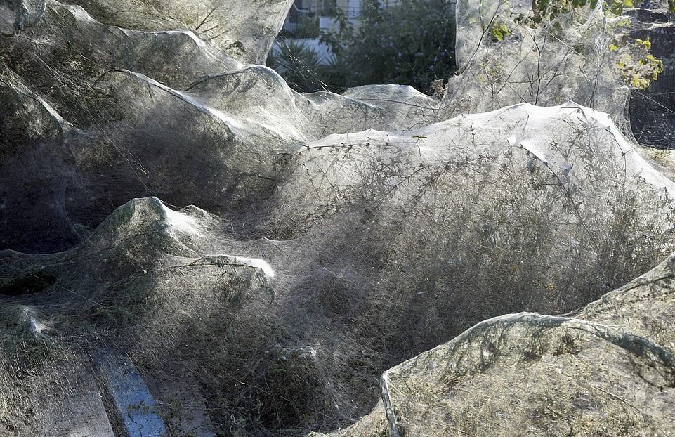 Сюрреалистический пейзаж острова Айтолико покрытого гигантскими паучьими сетями