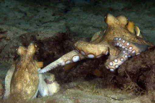 Портрет пары осьминогов в процессе спаривания: самец удерживает самку специальным щупальцем-гектокотилем