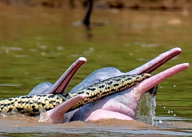 Розовые амазонские дельфины держат в пасти пойманную змею-анаконду во время охоты