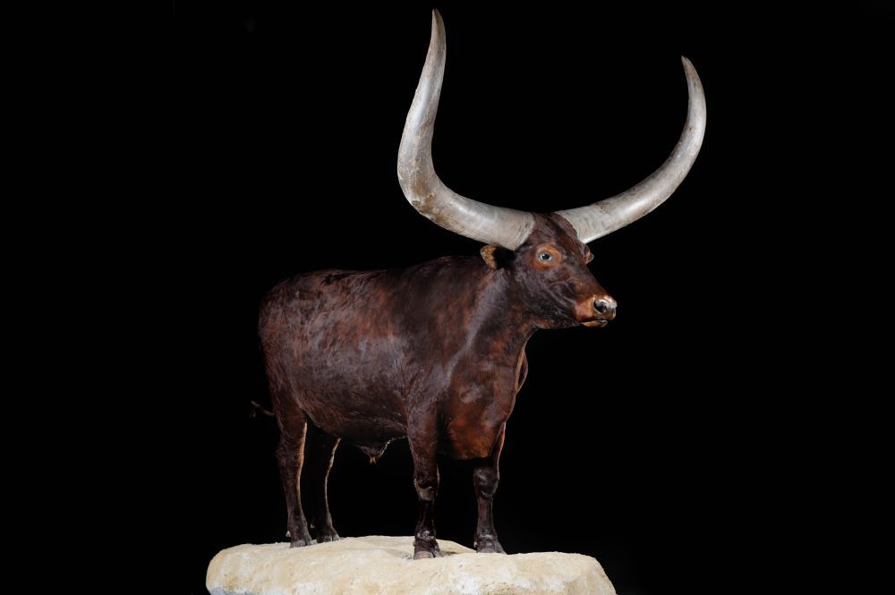Реконструкция внешнего вида вымершего дикого тура Bos primigenius