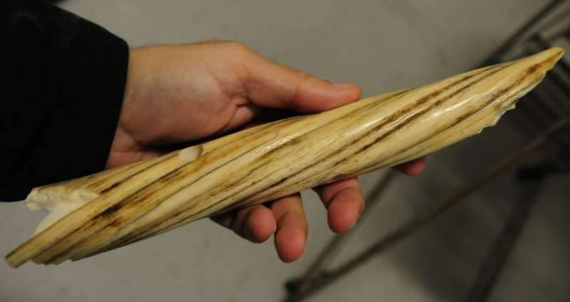 Фрагмент бивня нарвала использовавшегося как рог единорога