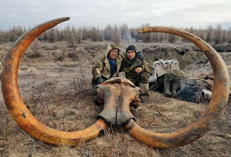 Бивень мамонта выдаваемый за настоящий рог единорога в Средневековье