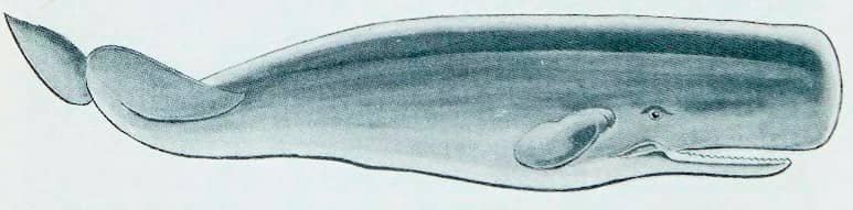 Рисунок кашалота, сделанный Мэрилин Бэйли в дневнике