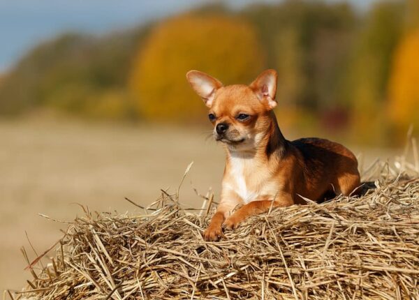 Как капризная графиня и древнегреческий пес подарили нам крылатую фразу