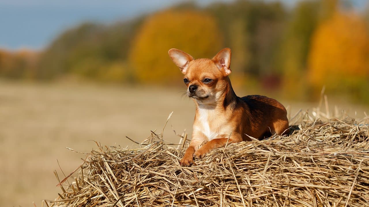 собака на сене