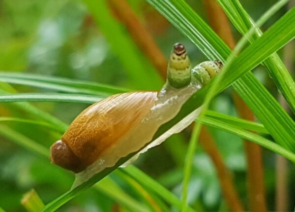 Улитка-зомби: почему продолжают двигаться мертвые моллюски