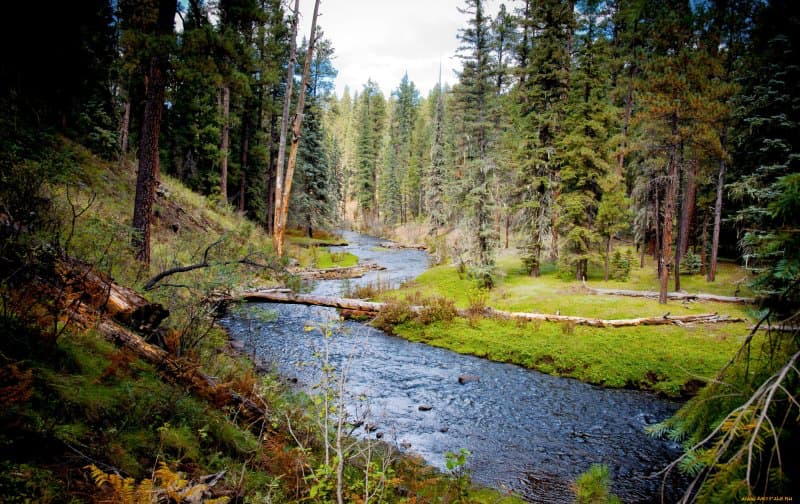Сибирская тайга летом река лес Иркутская область дикая природа