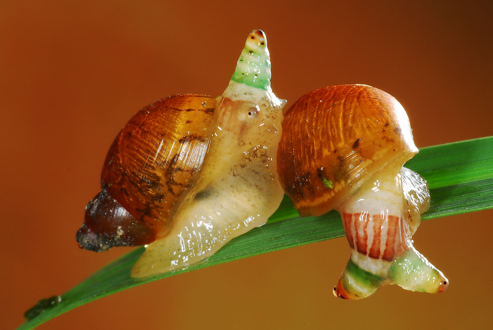 Две улитки-зомби зараженные лейкохлоридией на травинке крупный план
