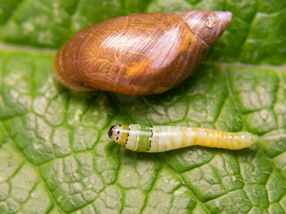 Раковина улитки и извлеченный паразит Leucochloridium paradoxum на листе